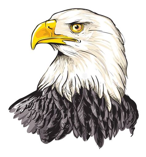 Bald eagle. Cartoon vector illustration of bald eagle (Haliaeetus ...