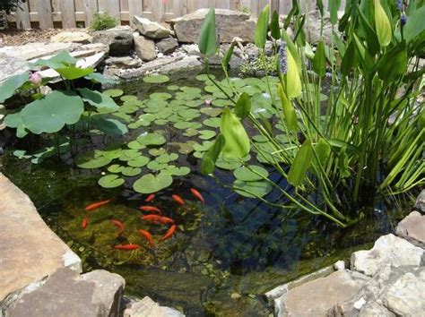 Goldfish Ponds & Water Gardens - The Pond Doctor | The Pond Doctor