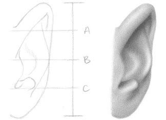 How to draw an ear from the front in 11 steps | RapidFireArt