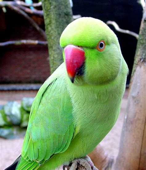 beautiful green parrots wallpapers - Wallpapers Free