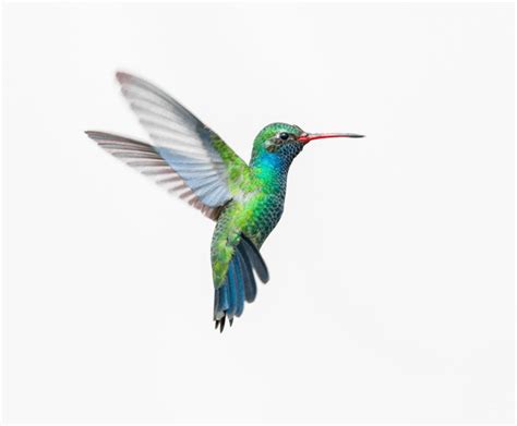 6,975 Detailed Hummingbird Images, Stock Photos, 3D objects, & Vectors | Shutterstock