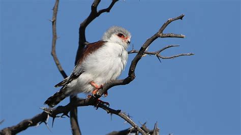 Pygmy Falcon – Field Guide, Pictures, Habitat, and Info - Optics Mag