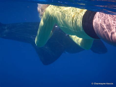 Snorkeling at Lady Elliot Island, Great Barrier Reef | A Complete Guide