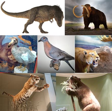 Extinct and endangered species — lesson. Science CBSE, Class 8.