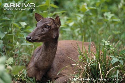 Female Philippine brown deer | Mammals, Deer, Nocturnal animals