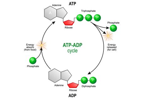 Electron Transport Chain and Energy Production