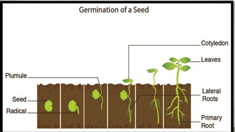 SEED GERMINATION | PPT