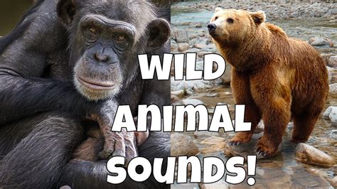 Wild Animal Sounds! Learning Zoo Animal Sounds for Kids - YouTube