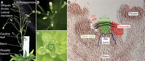 The shoot apical meristem of Arabidopsis thaliana. (A) Aerial part of a... | Download Scientific ...