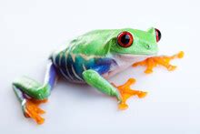 Crazy Frog Free Stock Photo - Public Domain Pictures
