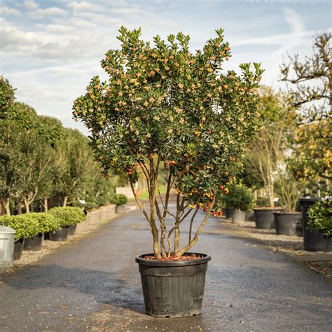 Dwarf Strawberry Tree, Arbutus Unedo 'Compacta', Monrovia, 54% OFF