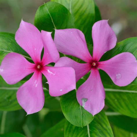 Factory Supply Catharanthus Roseus Seeds for Planting,China price supplier - 21food