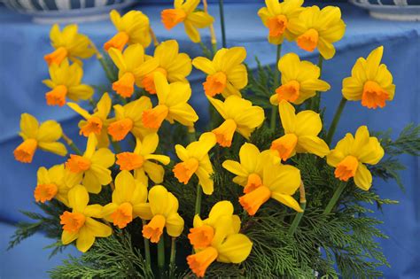 March Birth Flower: Symbolism and Meaning of Daffodils