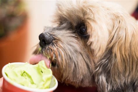 Dog is Eating an Ice Cream. Stock Image - Image of licking, animal ...