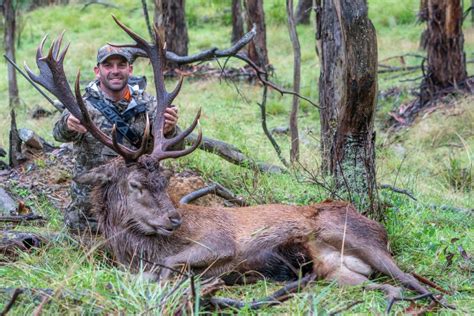 Red deer: Your guide to hunting the king of deer - Sporting Shooter