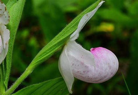 Cypripedium reginae page