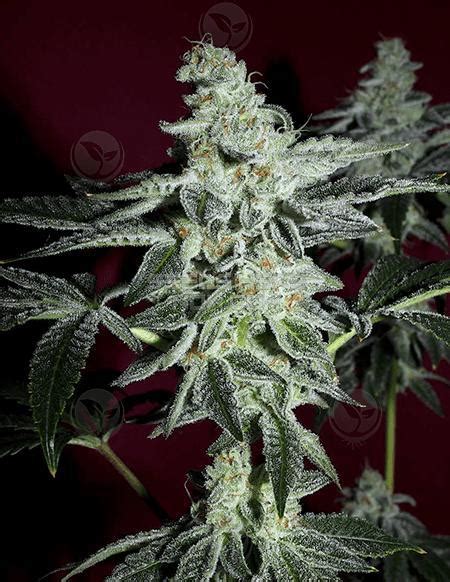 Butter Cookies from Mycotek | strains.io | cannabis marijuana strain info