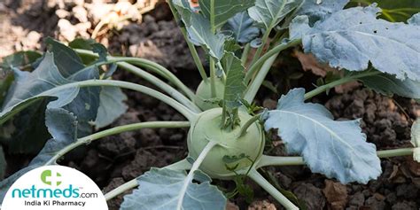 Kohlrabi/Knol Khol/Nulkol: Health Benefits, Nutrition and Traditional ...