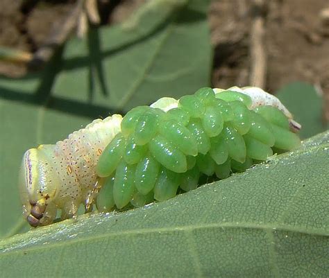 Insect Image of the Week: Eulophidae