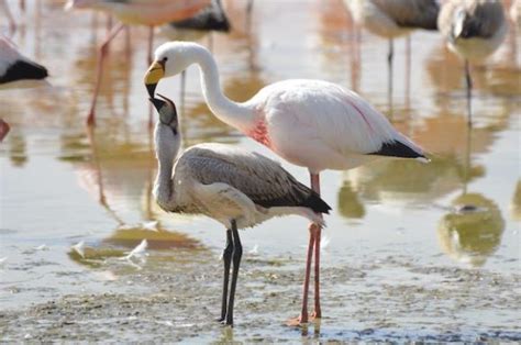 Andean-flamingos-feeding-baby - South America Tours Pty Ltd