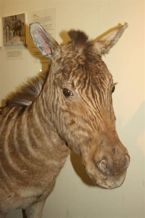 Quagga; Tring Zoological Museum; 21st March 2010 - ZooChat | Tring, Extinct animals, Museum