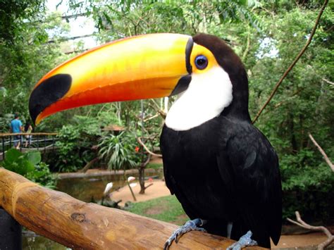 Love to have one | Rainforest animals, Cool pets, Bird