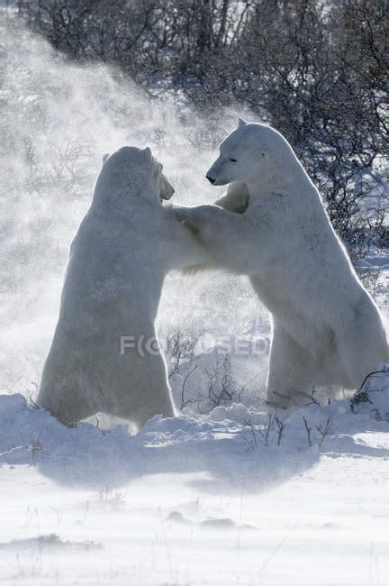 Two polar bears — Canadian Arctic Archipelago, Canada - Stock Photo | #124204762