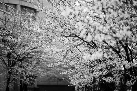 black and white picture of cherry blossom tree in bloom in spring , cherry blossom 4k HD Wallpaper