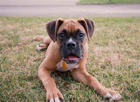 The 5 Best Family Dog Breeds | Find the Fit for Your Family