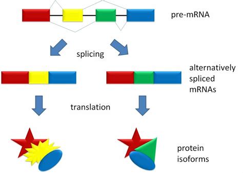 Eukaryotic Transcription gene regulation – Understanding Gene ...