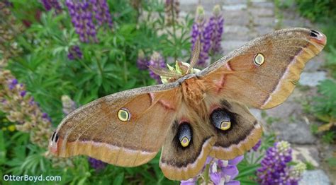 Polyphemus Moth (Antheraea polyphemus) – Otter Boyd