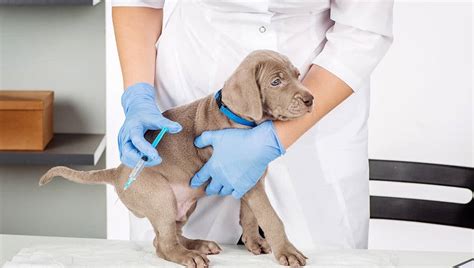 Side Effects of Deworming a Puppy | Causes and Precautions