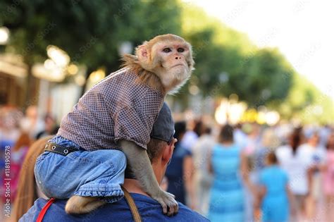 Tamed monkey in clothes sitting on man's shoulder Stock Photo | Adobe Stock