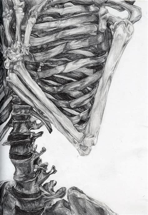 Skeleton Drawing | Tess Finkelstein