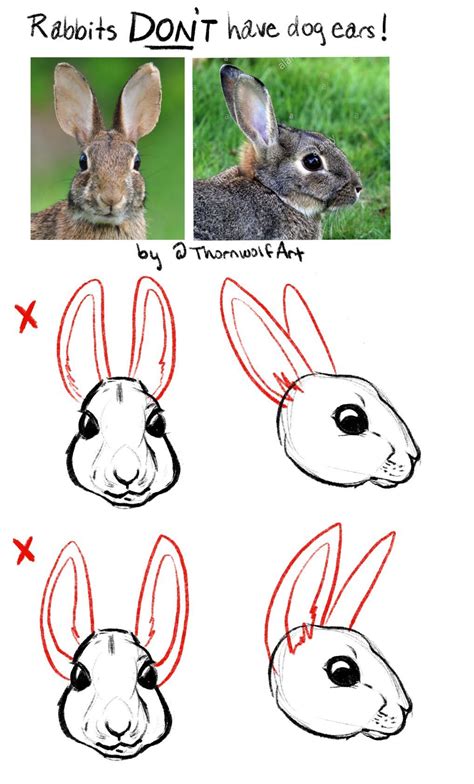 How To Draw An Ear From The Front