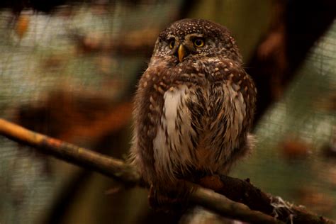 least pygmy owl by Quiet-bliss on DeviantArt