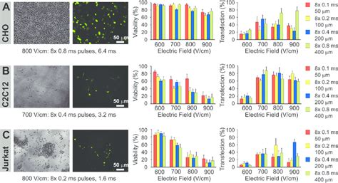 Electroporation of cells. The phase and fluorescence micrographs of... | Download Scientific Diagram