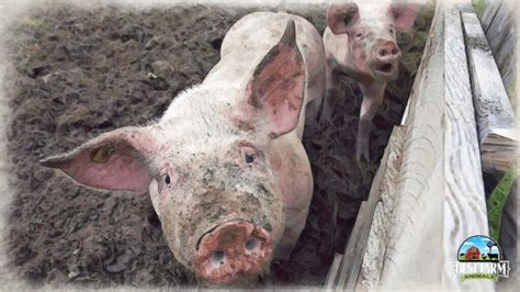 Pig Pica: Pigs Eat Poop, Dirt, Rocks, Mud. Why It’s Important