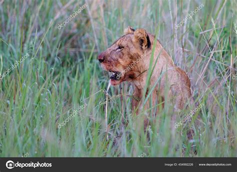 Lion Eating Prey Nambiti Game Reserve Ladysmith South Africa Stock ...