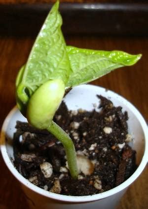 Vegetable Plant Identification from Seed to Seedling