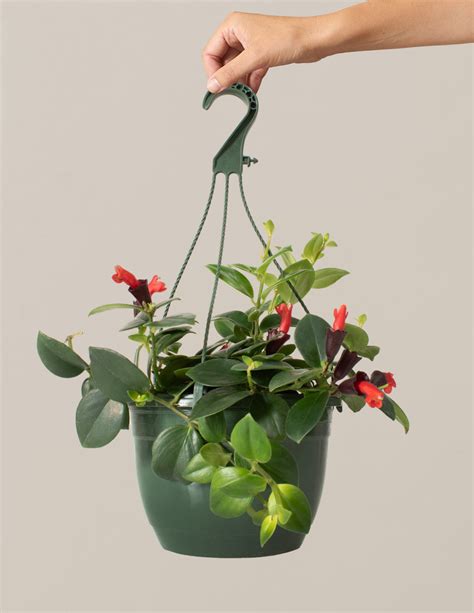 Lipstick Plant Hanging Basket | Unique, rare, vining houseplants for delivery | The Sill