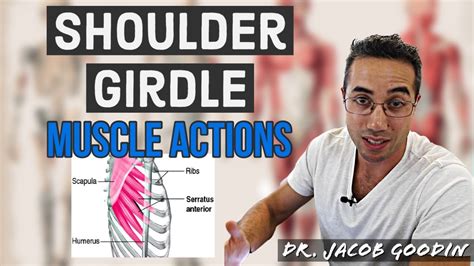 Shoulder Girdle Anatomy: Muscle Actions - YouTube