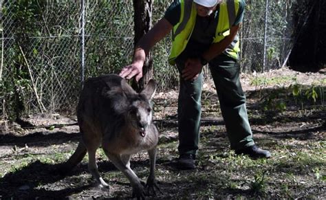 At This Australian Prison, Inmates Give Injured Animals Second Chance ...