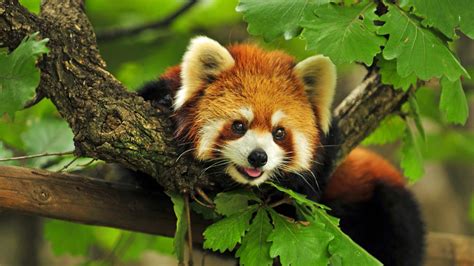 Wallpaper : nature, wildlife, red panda, fauna, mammal, 3840x2160 px, vertebrate 3840x2160 ...