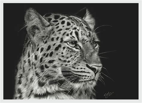 leopard - hyper realistic pencil Drawing Drawing by Prabath Zoysa - Pixels