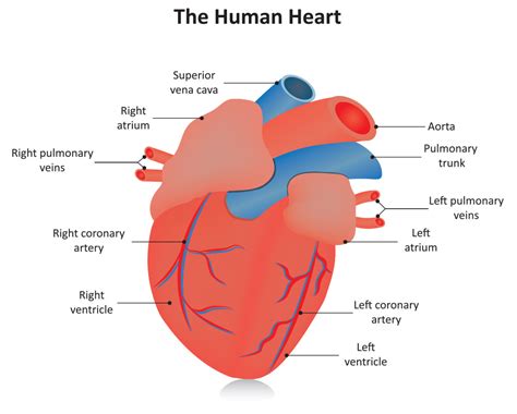 Adult Cardiovascular Consultation - SETX Cardiology Associates