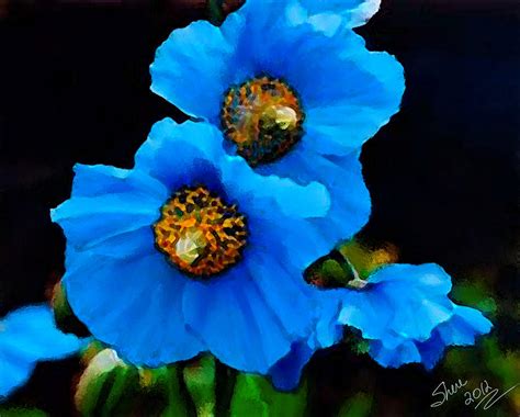 Blue Poppy Flower