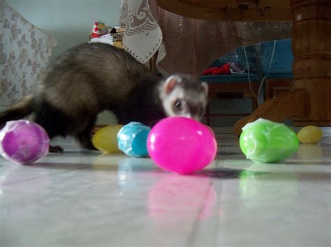 Easter Egg Ferret Toys - petdiys.com