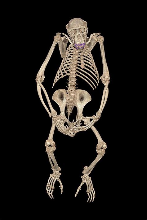 Chimpanzee Skeleton Photograph by Anders Persson, Cmiv - Fine Art America