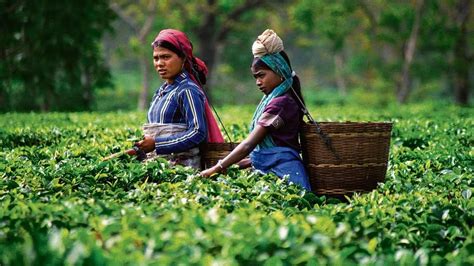 This election season, there's a storm brewing in Assam's tea gardens ...